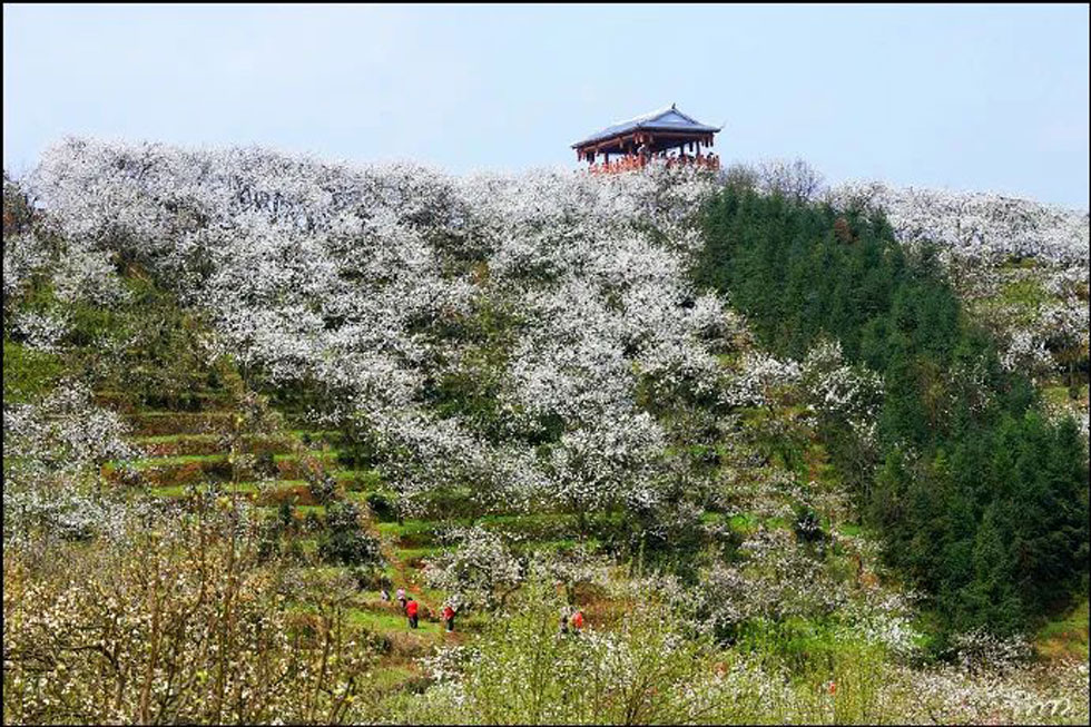 【春天，广西桂林灌阳县向您发出邀请！】我们在灌阳看梨花 - 游山玩水 - 亳州生活社区 - 亳州28生活网 bozhou.28life.com