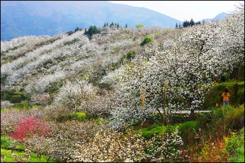 【春天，广西桂林灌阳县向您发出邀请！】我们在灌阳看梨花 - 游山玩水 - 亳州生活社区 - 亳州28生活网 bozhou.28life.com