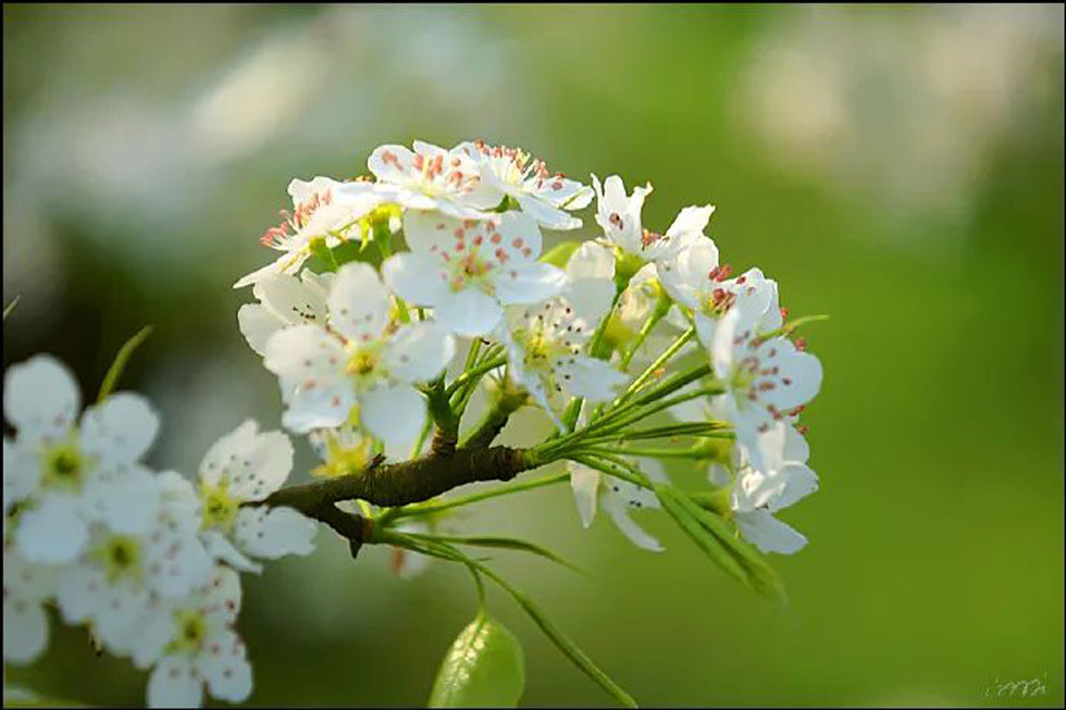 【春天，广西桂林灌阳县向您发出邀请！】我们在灌阳看梨花 - 游山玩水 - 亳州生活社区 - 亳州28生活网 bozhou.28life.com