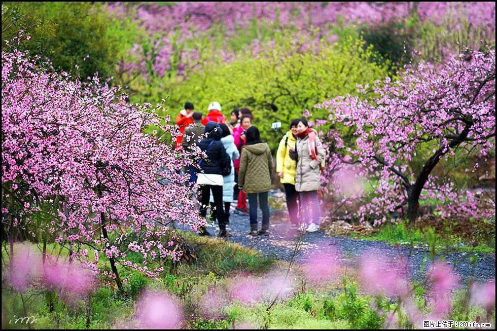 【春天，广西桂林灌阳县向您发出邀请！】官庄村有个醉美的桃花园 - 游山玩水 - 亳州生活社区 - 亳州28生活网 bozhou.28life.com