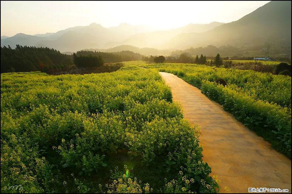 【春天，广西桂林灌阳县向您发出邀请！】长坪村油菜盛情花开 - 游山玩水 - 亳州生活社区 - 亳州28生活网 bozhou.28life.com