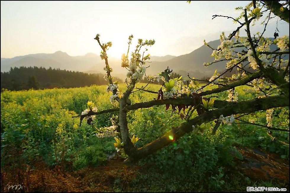 【春天，广西桂林灌阳县向您发出邀请！】长坪村油菜盛情花开 - 游山玩水 - 亳州生活社区 - 亳州28生活网 bozhou.28life.com