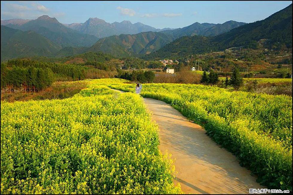 【春天，广西桂林灌阳县向您发出邀请！】长坪村油菜盛情花开 - 游山玩水 - 亳州生活社区 - 亳州28生活网 bozhou.28life.com