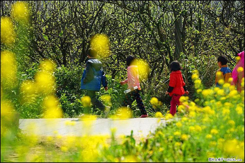 【春天，广西桂林灌阳县向您发出邀请！】长坪村油菜盛情花开 - 游山玩水 - 亳州生活社区 - 亳州28生活网 bozhou.28life.com