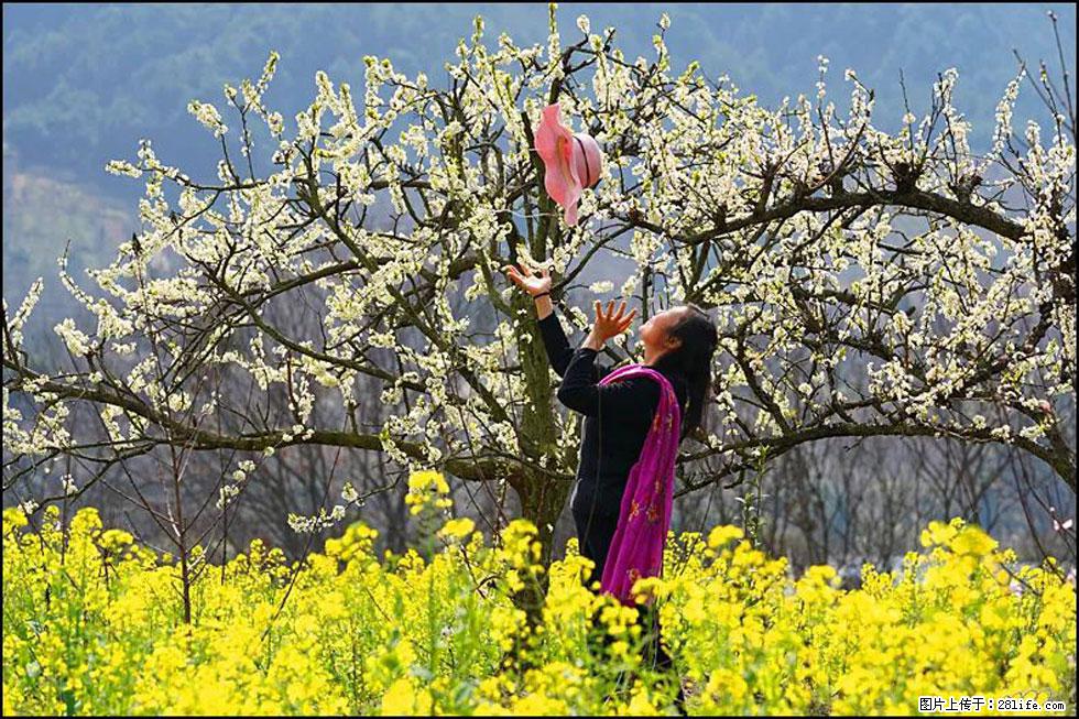 【春天，广西桂林灌阳县向您发出邀请！】长坪村油菜盛情花开 - 游山玩水 - 亳州生活社区 - 亳州28生活网 bozhou.28life.com