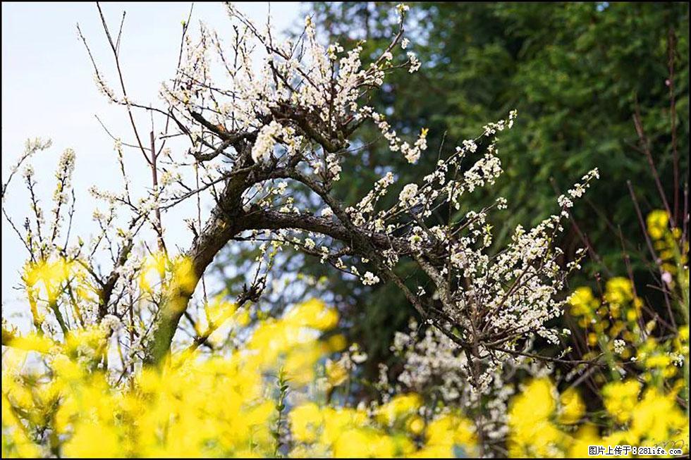 【春天，广西桂林灌阳县向您发出邀请！】长坪村油菜盛情花开 - 游山玩水 - 亳州生活社区 - 亳州28生活网 bozhou.28life.com