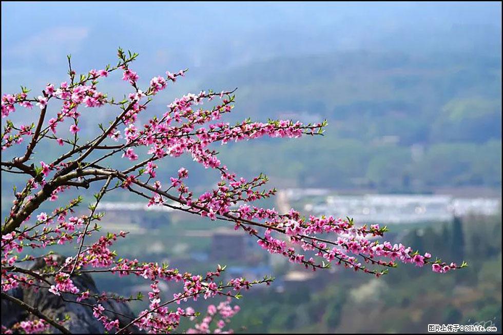 【春天，广西桂林灌阳县向您发出邀请！】望月岭上桃花开 - 游山玩水 - 亳州生活社区 - 亳州28生活网 bozhou.28life.com