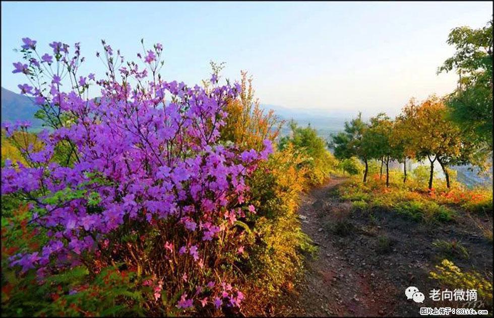 【春天，广西桂林灌阳县向您发出邀请！】登麒麟山，相约映山红 - 游山玩水 - 亳州生活社区 - 亳州28生活网 bozhou.28life.com