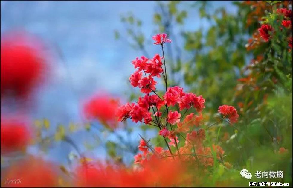 【春天，广西桂林灌阳县向您发出邀请！】登麒麟山，相约映山红 - 游山玩水 - 亳州生活社区 - 亳州28生活网 bozhou.28life.com