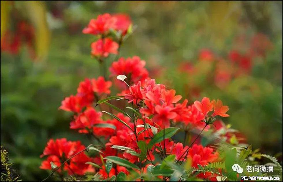 【春天，广西桂林灌阳县向您发出邀请！】登麒麟山，相约映山红 - 游山玩水 - 亳州生活社区 - 亳州28生活网 bozhou.28life.com