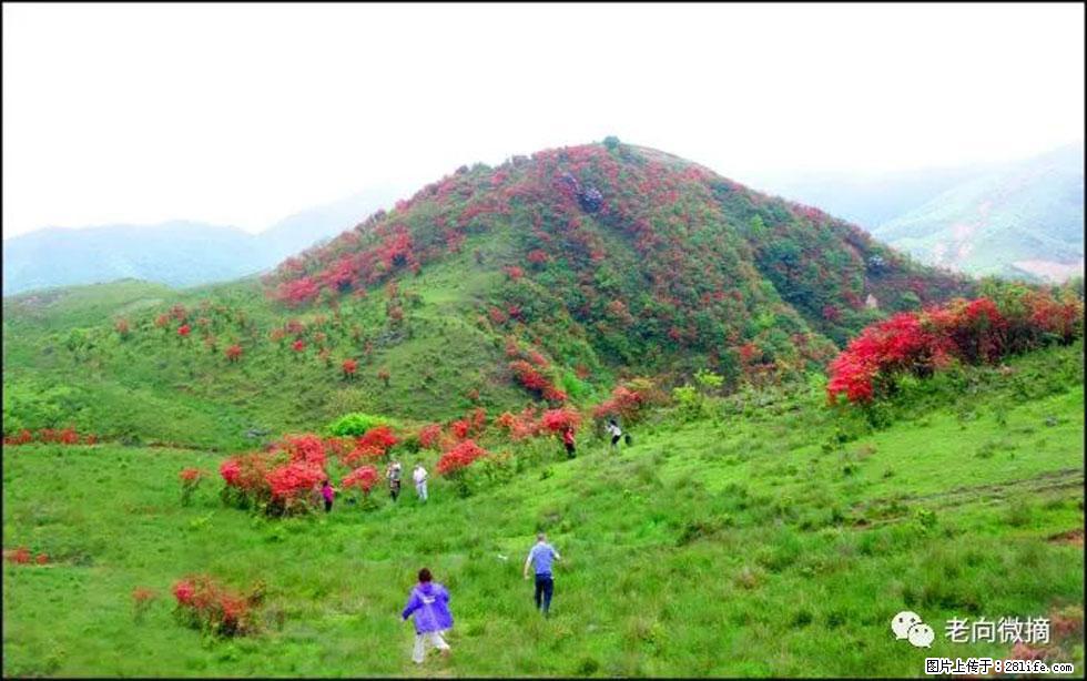 【春天，广西桂林灌阳县向您发出邀请！】宝盖山上映山红 - 游山玩水 - 亳州生活社区 - 亳州28生活网 bozhou.28life.com