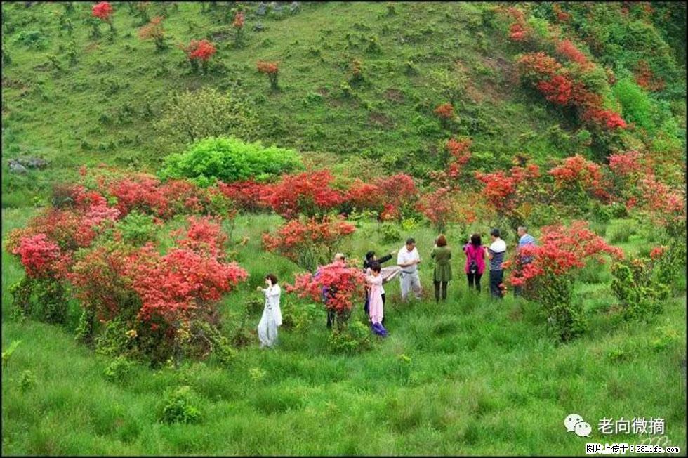 【春天，广西桂林灌阳县向您发出邀请！】宝盖山上映山红 - 游山玩水 - 亳州生活社区 - 亳州28生活网 bozhou.28life.com