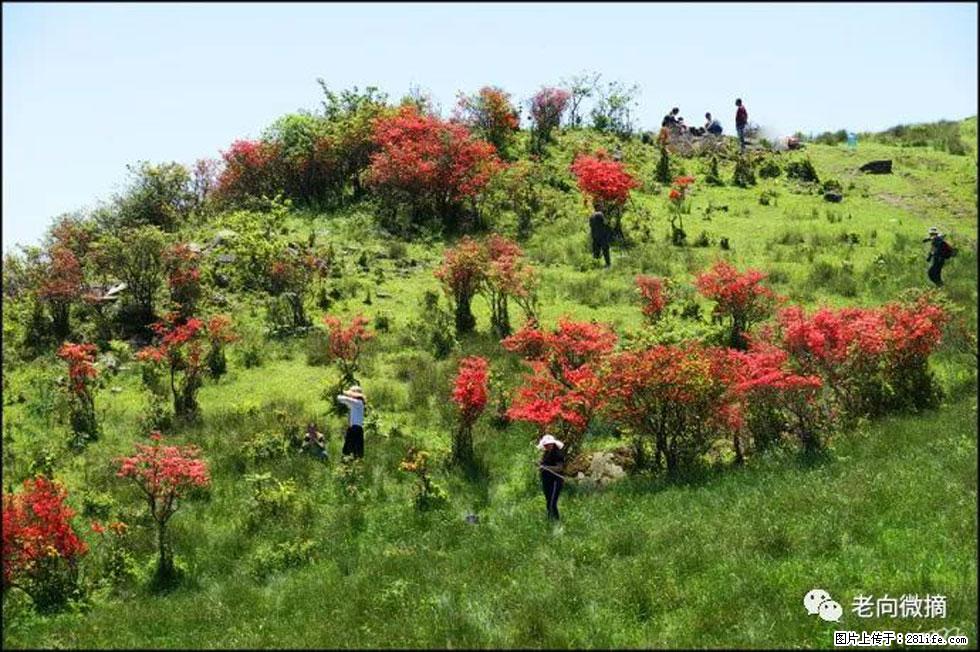 【春天，广西桂林灌阳县向您发出邀请！】宝盖山上映山红 - 游山玩水 - 亳州生活社区 - 亳州28生活网 bozhou.28life.com