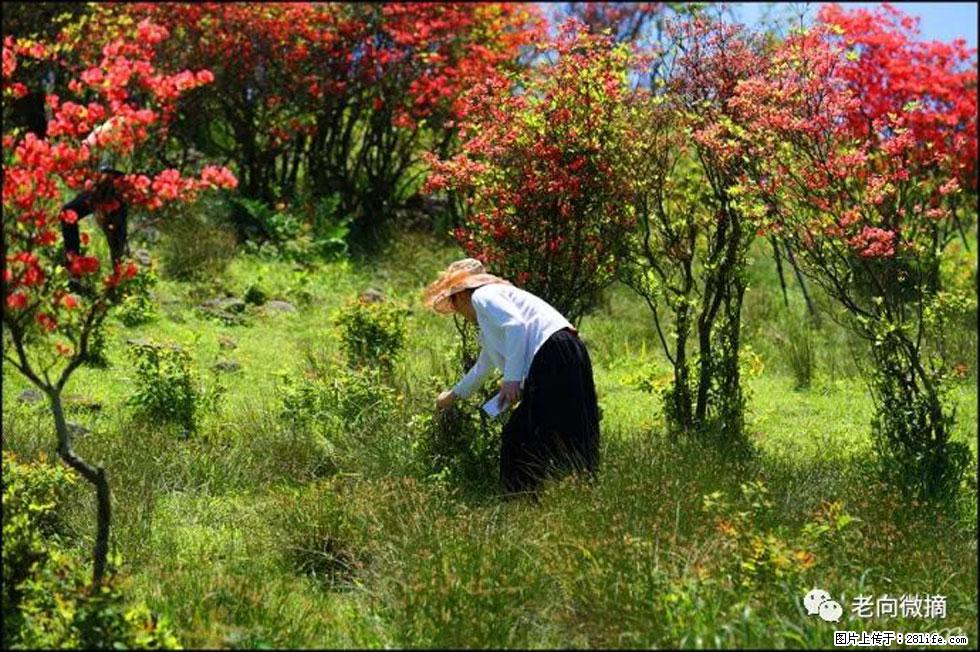 【春天，广西桂林灌阳县向您发出邀请！】宝盖山上映山红 - 游山玩水 - 亳州生活社区 - 亳州28生活网 bozhou.28life.com