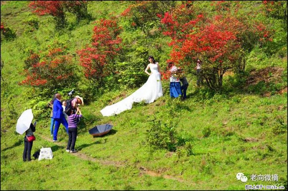 【春天，广西桂林灌阳县向您发出邀请！】宝盖山上映山红 - 游山玩水 - 亳州生活社区 - 亳州28生活网 bozhou.28life.com