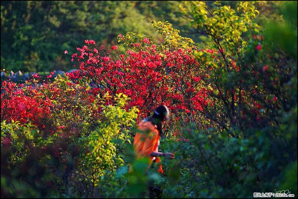 【春天，广西桂林灌阳县向您发出邀请！】春木界上映山红 - 游山玩水 - 亳州生活社区 - 亳州28生活网 bozhou.28life.com