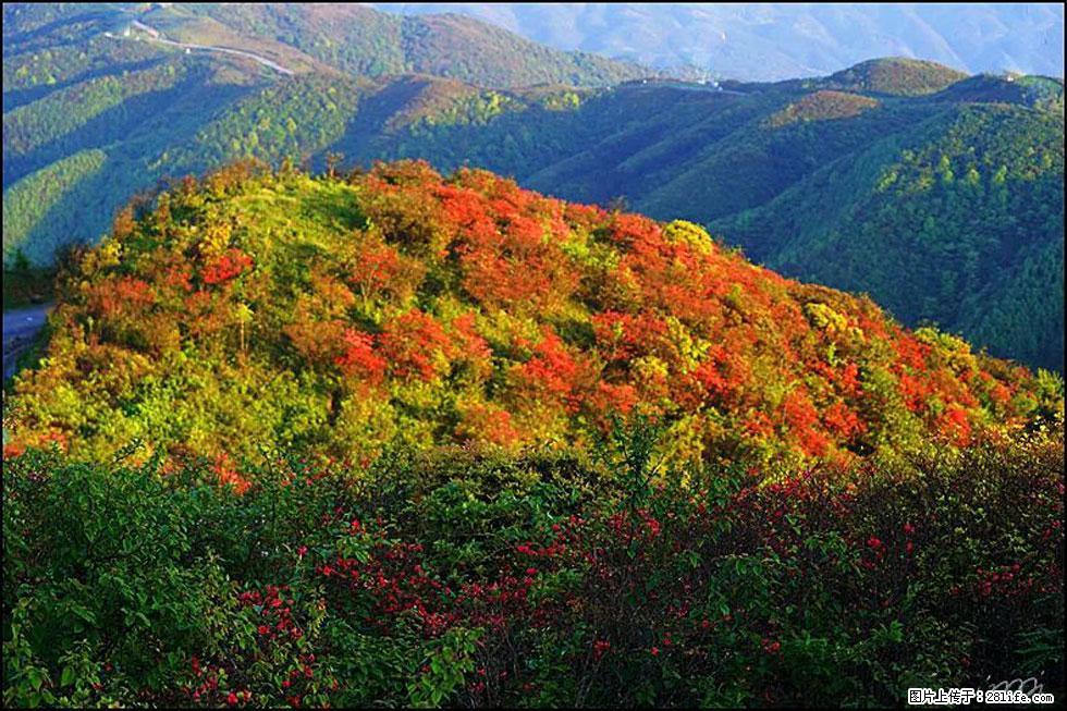 【春天，广西桂林灌阳县向您发出邀请！】春木界上映山红 - 游山玩水 - 亳州生活社区 - 亳州28生活网 bozhou.28life.com