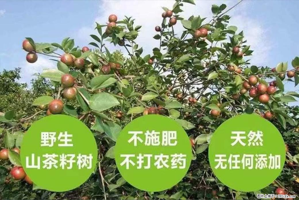 【灌阳县油茶产业示范区】一个有着充实的精神生活的人,对待身外之物自会有一种淡泊的态度 - 美食天地 - 亳州生活社区 - 亳州28生活网 bozhou.28life.com