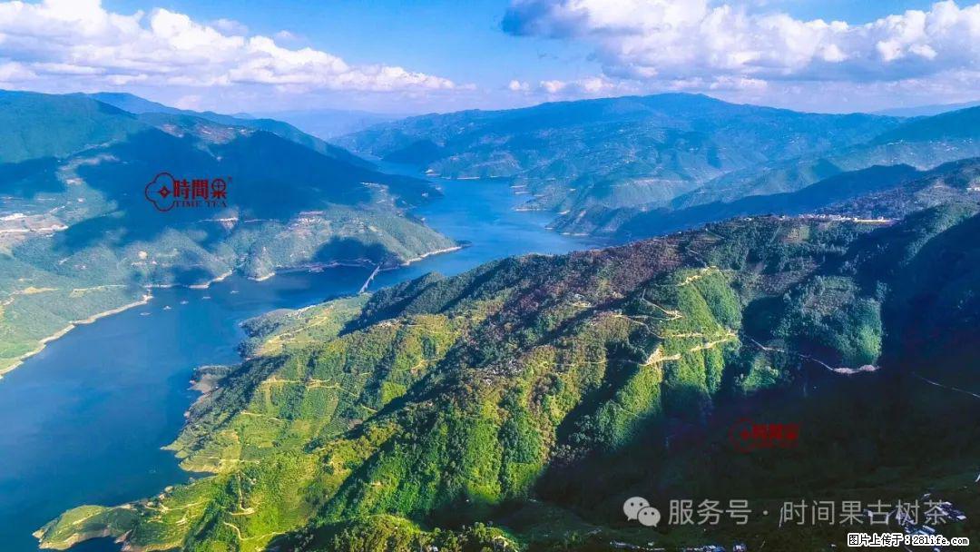 时间果百年古树龙珠普洱生茶 - 购物交流 - 亳州生活社区 - 亳州28生活网 bozhou.28life.com