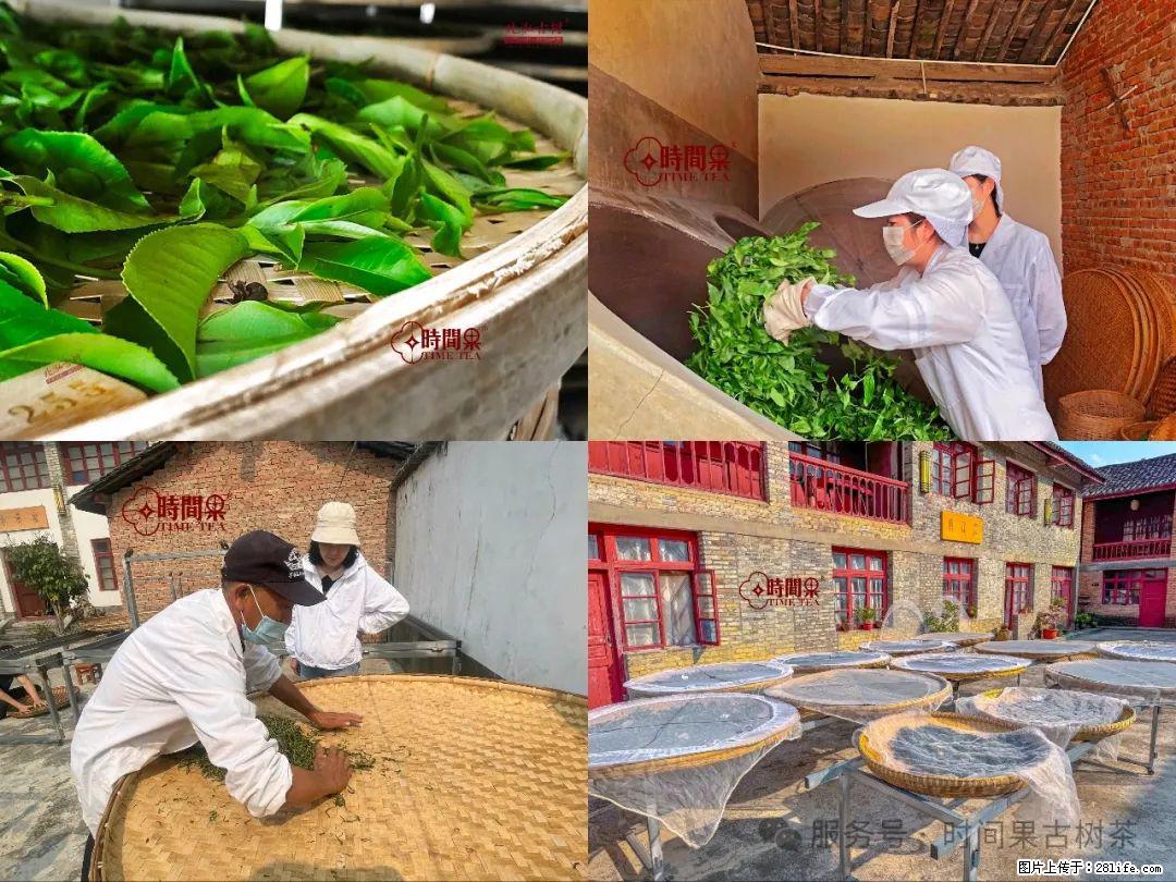 时间果百年古树龙珠普洱生茶 - 购物交流 - 亳州生活社区 - 亳州28生活网 bozhou.28life.com