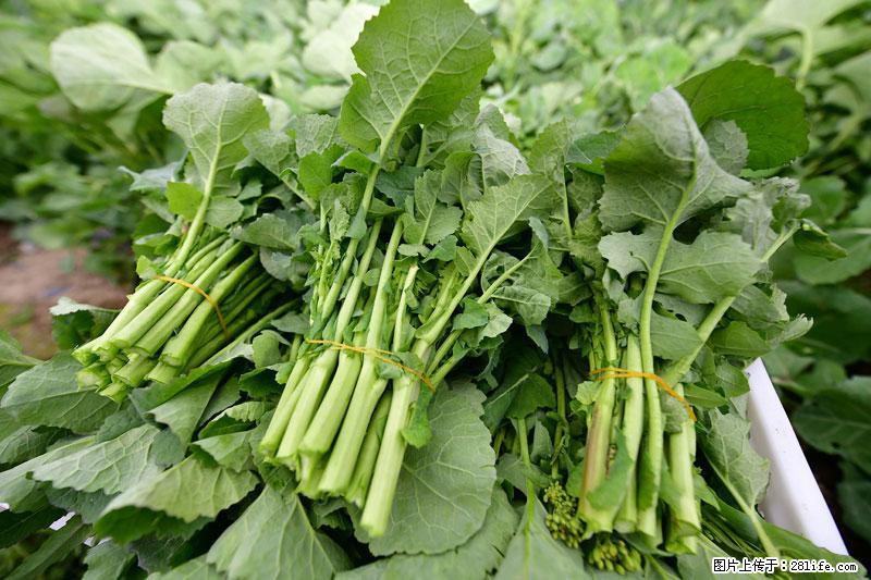 这些蔬菜是“天然钙片”,这6种被医生重点推荐 - 亳州生活资讯 - 亳州28生活网 bozhou.28life.com